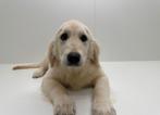 Chiots adolescents Golden Retriever, 15 semaines à 1 an, Golden retriever, Hépatite contagieuse (maladie de Rubarth), Chienne