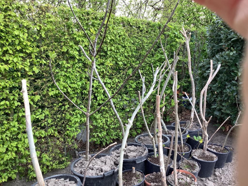 Vijgenboom, Ophalen, Volle zon, Vijgenboom, 100 tot 250 cm