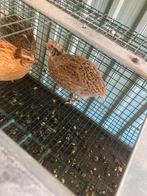 Kwartel hanen 3 stuks, Dieren en Toebehoren