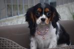 Cavalier King Charles spaniel pups 🌸🐾💝, CDV (hondenziekte), Meerdere, 8 tot 15 weken, Meerdere dieren