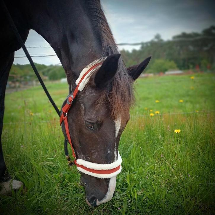 Halve stal in Zutendaal, Dieren en Toebehoren, Paarden
