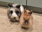 2 konijnen om weg te geven - Angora en Lion's Head, Dieren en Toebehoren, Konijnen, Meerdere dieren, Middelgroot, 3 tot 5 jaar