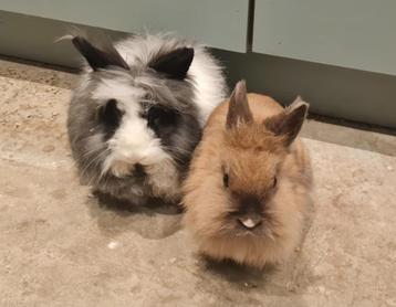 2 lapins à donner - Angora et Tête de Lion, Animaux & Accessoires, Lapins, Plusieurs animaux, Taille moyenne, 3 à 5 ans