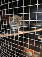 2 chinchilla's + topkwaliteit kooi en toebehoren, Dieren en Toebehoren, Knaagdieren, Chinchilla, November, Meerdere dieren, Tam