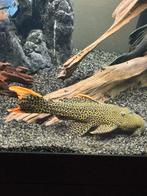 Pseudacanthicus cf. leopardus – L114  +-25cm, Dieren en Toebehoren, Vissen | Aquariumvissen