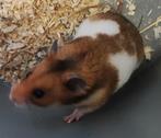 Syrische hamster man 8 weken op 21.10.2025, Dieren en Toebehoren, Knaagdieren, Augustus, Mannelijk, Hamster