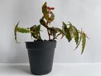 Begonia amphioxus - geschikt voor terrarium, Huis en Inrichting, Kamerplanten, Ophalen of Verzenden