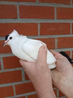 Saksische vleugelduif (gekapt) en snipduif te koop, Dieren en Toebehoren, Vogels | Duiven, Meerdere dieren, Overige soorten