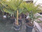 Winterharde palmbomen Trachycarpus fortunei, In pot, Minder dan 100 cm, Lente, Volle zon