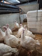 Kalkoen, Dieren en Toebehoren, Pluimvee, Kalkoen