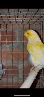 Vogels, Ophalen of Verzenden