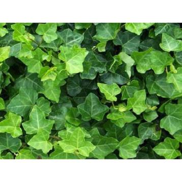 Hedera Hibernica (Klimop), Ophalen of Verzenden, Klimplanten