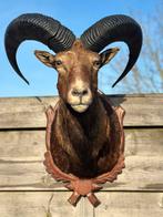 Taxidermie moeflon, Enlèvement