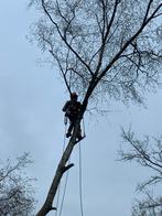 Abattage, élagage, taille de haies et rognage de souches, Services & Professionnels, Jardiniers & Paveurs, Entretien de jardins ou Taille