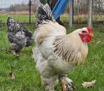 Jonge Brahma hanen van 2025, Dieren en Toebehoren, Pluimvee