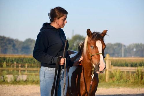 Paardrijden/ Natural Horsemanship, Dieren en Toebehoren, Pony's