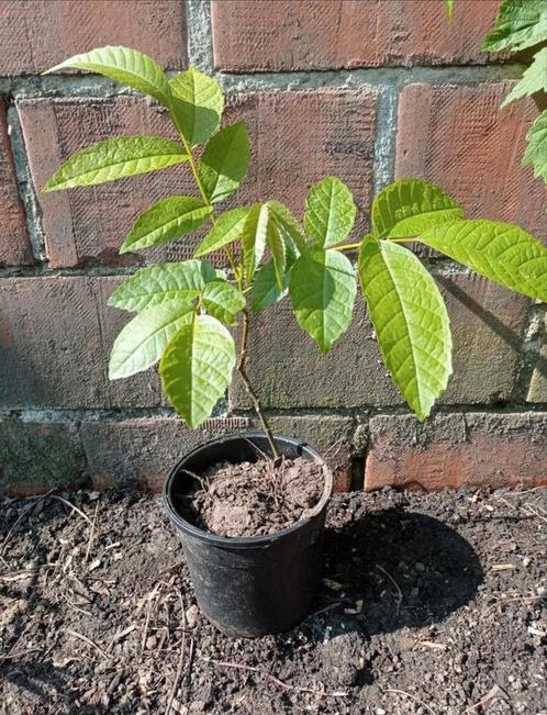 Notelaar | Walnootboom | Ceviz Ağacı, Tuin en Terras, Planten | Fruitbomen, Herfst, Ophalen
