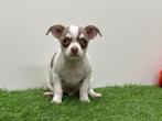 Chihuahua pups, Dieren en Toebehoren, Honden | Chihuahua's en Gezelschapshonden, België, 8 tot 15 weken, CDV (hondenziekte), Meerdere