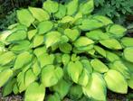 2 soorten hosta' s in pot, Jardin & Terrasse, Plantes | Jardin, Enlèvement