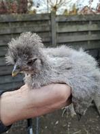 Zijdehoen hennetjes, Dieren en Toebehoren, Pluimvee