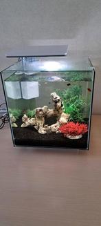 Aquarium superfish 60 liter qubic, Dieren en Toebehoren, Ophalen