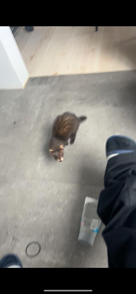 Fretjes, Dieren en Toebehoren, Overige Dieren, Meerdere dieren, Juni