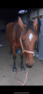 9 jarige ruin, Dieren en Toebehoren, Paarden, Ruin