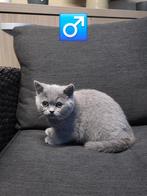 britse korthaar kittens, Dieren en Toebehoren, Meerdere dieren, Gechipt, 0 tot 2 jaar