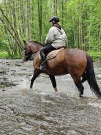 Gezocht: maatje voor het leven, Dieren en Toebehoren, Paarden, Gechipt, 7 tot 10 jaar, Meerdere dieren, Recreatiepaard