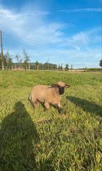 Hampshire down ram lam te koop, Mannelijk, Schaap, 0 tot 2 jaar