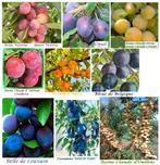 PRUIMENBOMEN: VERSCH SOORTEN: REINE CLAUDE, CONDUCTA, OPAL,., Lente, Volle zon, Ophalen of Verzenden, Pruimenboom