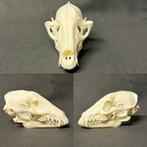 Schedel wasbeer hond, Verzamelen, Dierenverzamelingen, Ophalen of Verzenden, Zo goed als nieuw, Schedel