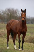 Eerlijk dames paardje, Dieren en Toebehoren