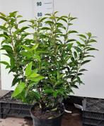 Portugese laurier (Prunus lusitanica 'Angustifolia'), Tuin en Terras, Haag, Laurier, Ophalen