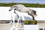 Bijrijder/verzorger amazone Gezocht 2 sportpaarden, Ruiter of Bijrijder
