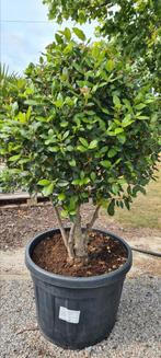 Viburnum Tinus meerstam, Ophalen, Halfschaduw