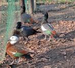 Eenden Paradijscasarca, Plusieurs animaux, Oie ou Cygne