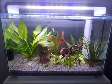 Aquarium 60L superfish home + vissen/toebehoren, Dieren en Toebehoren, Ophalen, Zo goed als nieuw, Gevuld zoetwateraquarium