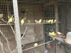 gele en bruine kanaries, Animaux & Accessoires, Oiseaux | Canaris, Canari de couleur