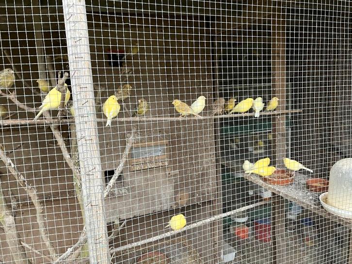 gele en bruine kanaries, Animaux & Accessoires, Oiseaux | Canaris, Canari de couleur