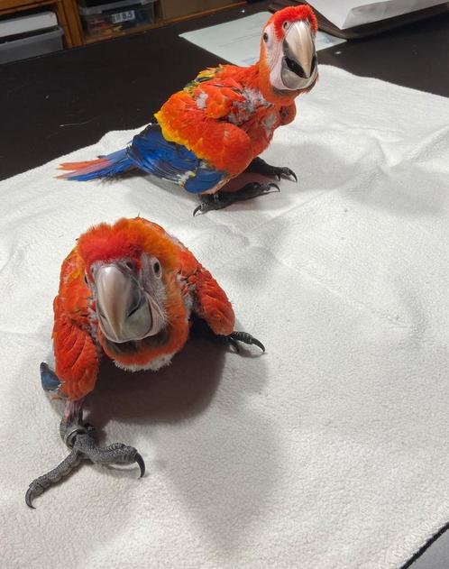 Tamme baby Geelvleugel Ara's popjes met DNA eb getest op all, Dieren en Toebehoren, Vogels | Parkieten en Papegaaien, Papegaai