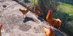 Broedeieren leghorn buff, Dieren en Toebehoren, Pluimvee, Geslacht onbekend, Kip