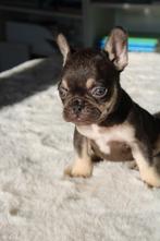 Franse Bulldog pups in huis opgevoed, Dieren en Toebehoren, België, CDV (hondenziekte), 8 tot 15 weken, Bulldog