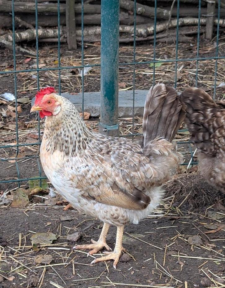 Hennen groenleggers kippen, Dieren en Toebehoren, Pluimvee, Kip, Vrouwelijk