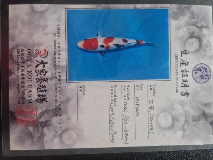 9 mooier koivissen te koop, 2 met certificaten, Dieren en Toebehoren, Vissen | Vijvervissen, Karper of Koi