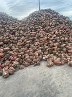 Voederbieten te koop, Zakelijke goederen, Landbouw | Veevoer, Ophalen
