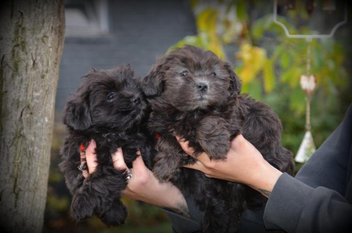 Boomer pups, Dieren en Toebehoren, Honden | Chihuahua's en Gezelschapshonden, Teef, Maltezer, Fokker | Professioneel, Meerdere
