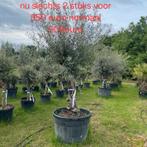 Olijfbomen olea europaea aan stuntprijzen!, Ophalen