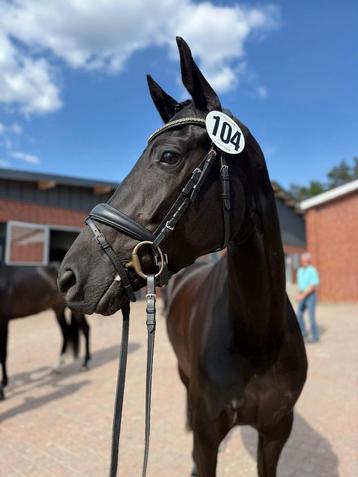 4 jarige verbandspremie merrie. total mac laren x sandro hit beschikbaar voor biedingen