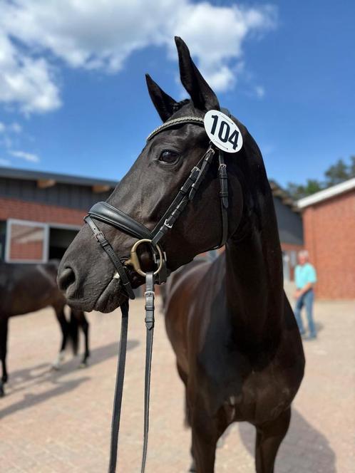 4 jarige verbandspremie merrie. total mac laren x sandro hit, Dieren en Toebehoren, Paarden, Merrie
